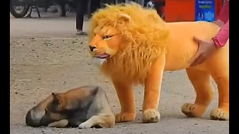 Troll Prank Dog Funny & fake Lion and Fake Tiger Prank To dog & Huge Box Prank to dog