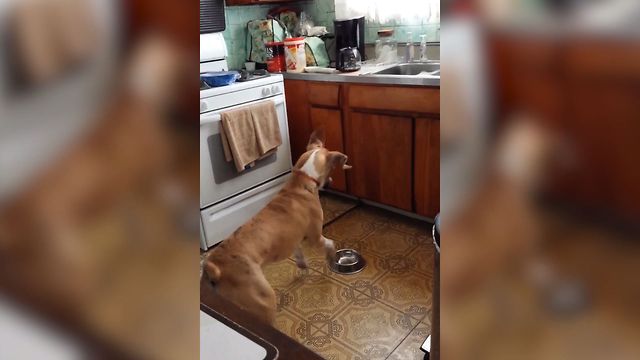 Dog Howls And Jumps At Bowl Waiting For Food To Appear