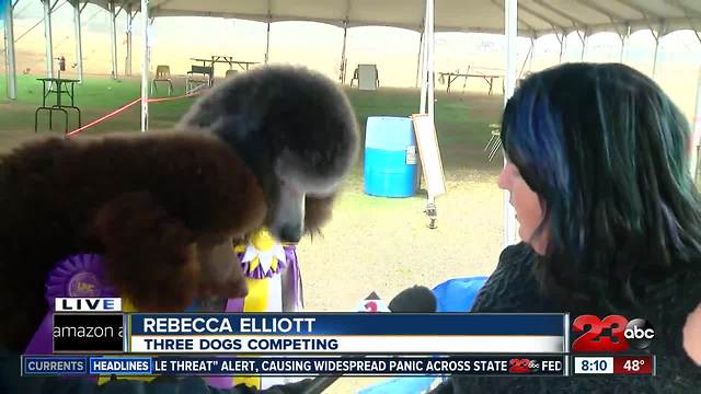 California Classic Dog Show at the Kern County Fairgrounds