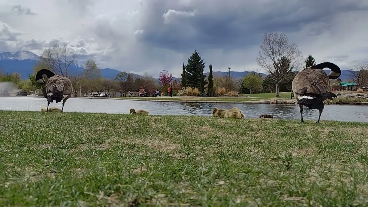 Geese closeup