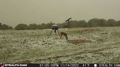 Nov 14th 2022 trail cam photos