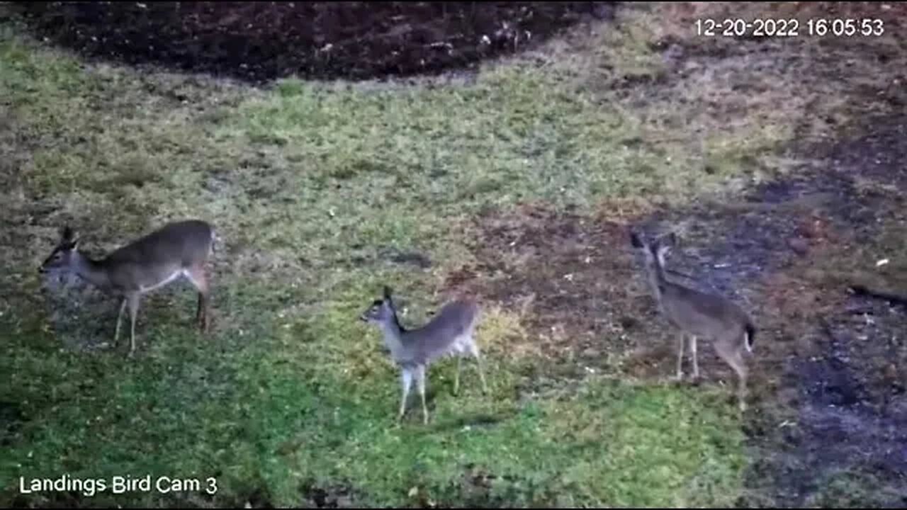 Afternoon Visit With the Deer 🦌 12/20/22 16:05