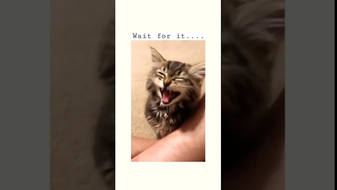 The Call of the Wild 🤣#shorts #funny #cat #2022