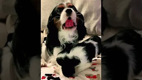 Little man Cavalier puppy giving his daddy kisses❤️🐶