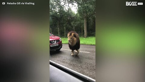 Ce lion effraye les passagers d'une voiture lors d'un safari