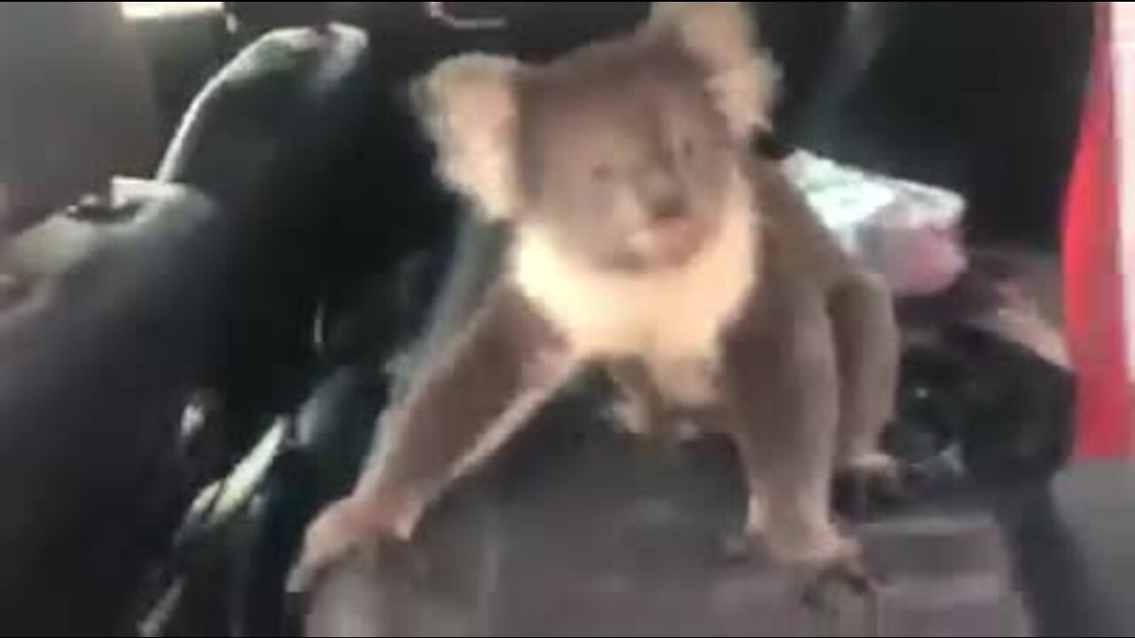 Reluctant koala released back into the wild