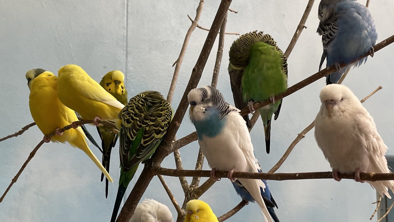 Parakeet and other beautiful Birds