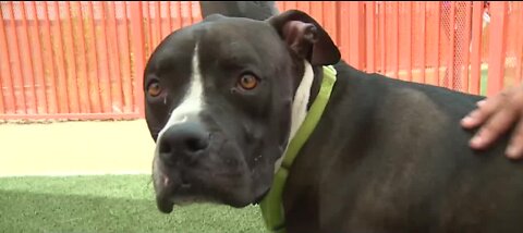 High heat threatens pet health in Las Vegas