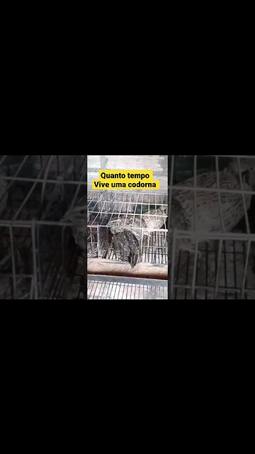 Quanto tempo vive una codorna