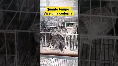 Quanto tempo vive una codorna