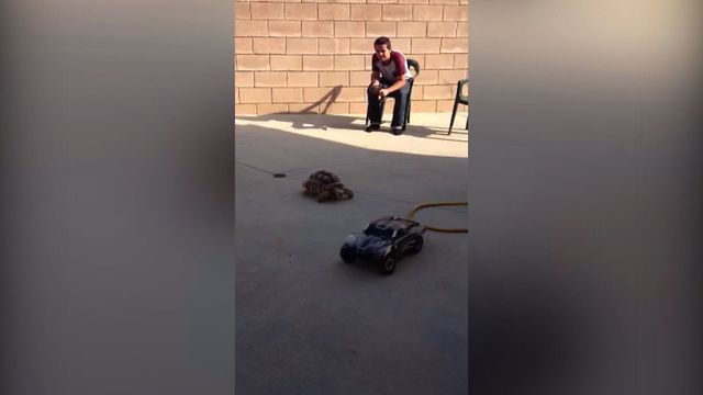 Speedy Tortoise Chases Toy Car