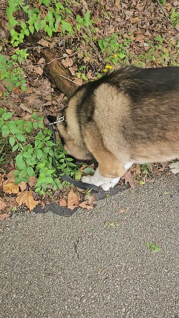 Calmly passing an excited dog on a walk at Creve Coeur Park