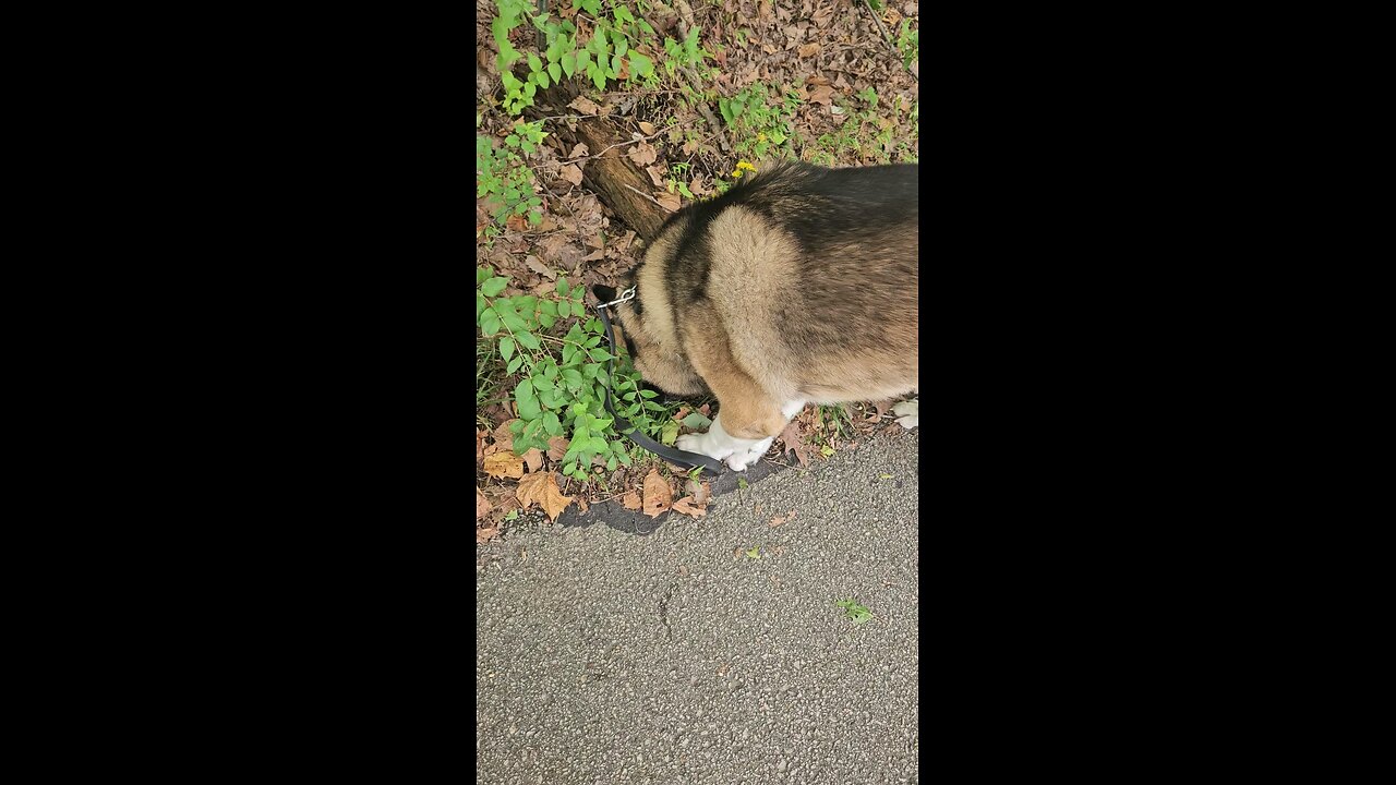 Calmly passing an excited dog on a walk at Creve Coeur Park