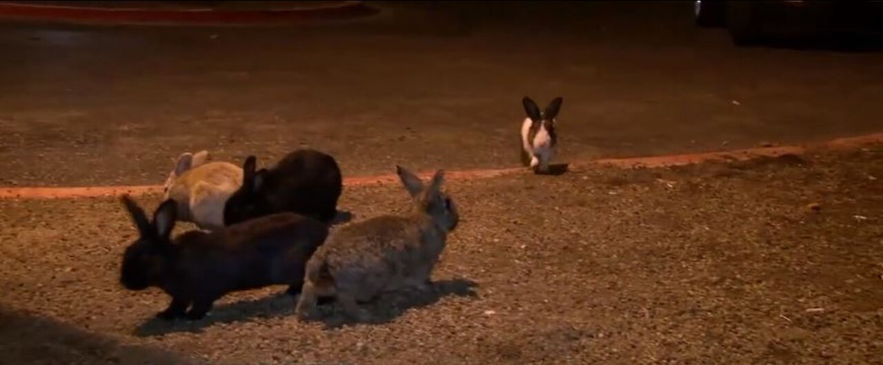 Killer rabbit virus discovered in Southern Nevada amid multi-state outbreak