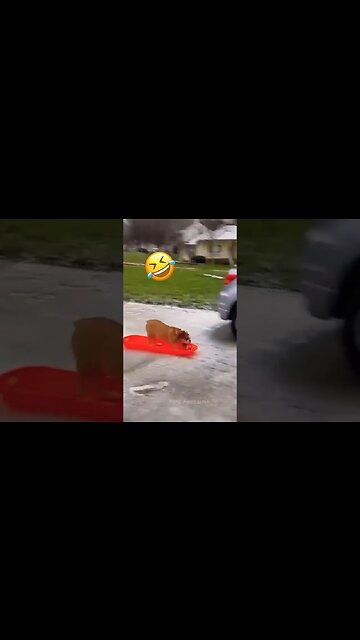 Best Animal Fails & Memes | Top Animal Videos #shorts#cats#funny#fails