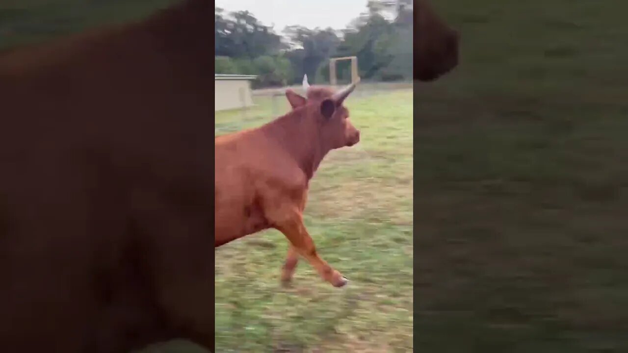 Time to eat! #shorts #cows #cow