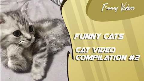 Funny Videos | Cat Video Compilation #2 😻 Funny Cats