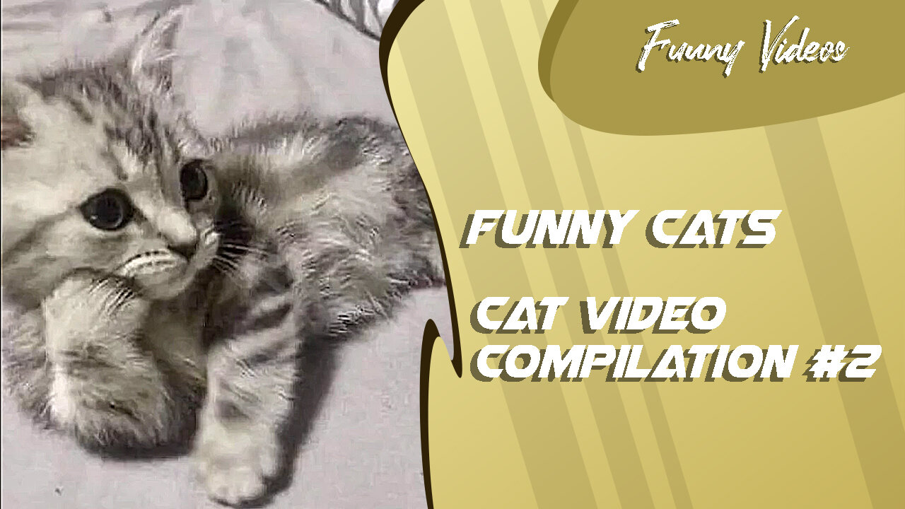 Funny Videos | Cat Video Compilation #2 😻 Funny Cats