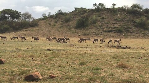 Wild Animals are Eating Grass