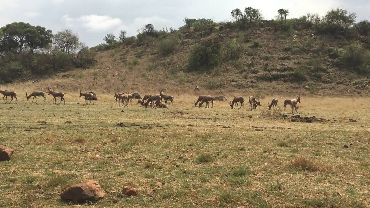 Wild Animals are Eating Grass