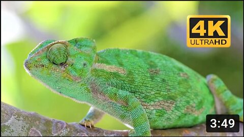 Ultimate Wild Animals Collection in 8K ULTRA HD / 8K TV