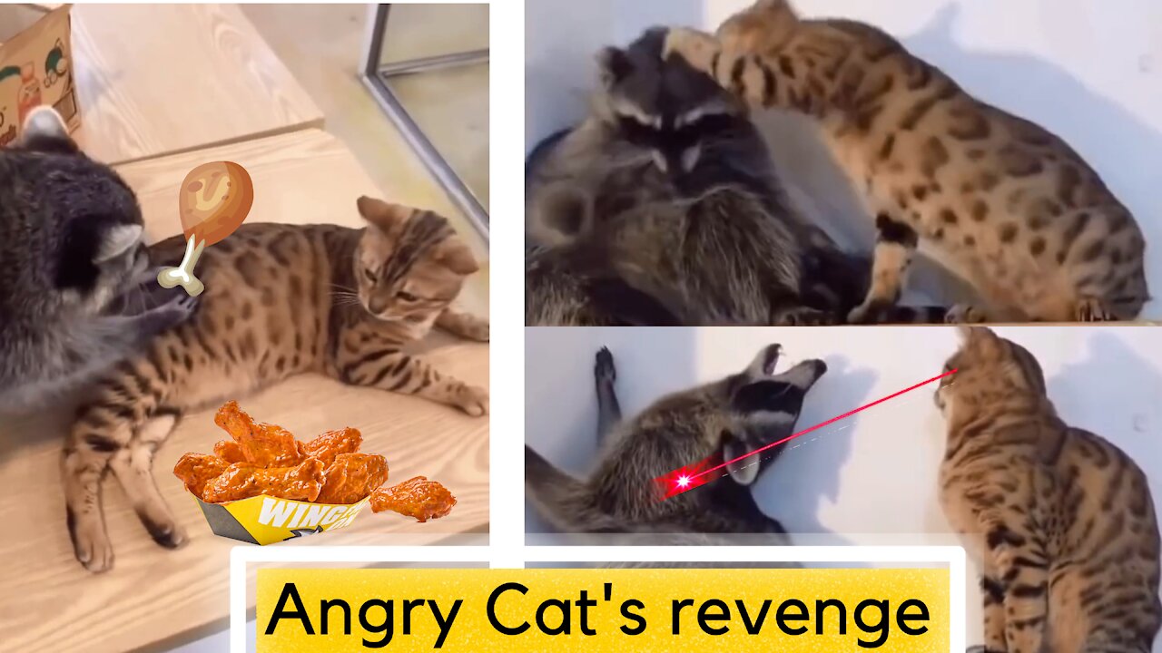 Looks like Angry Cat took revenge on Mongoose !!! Funny Pet Compilations