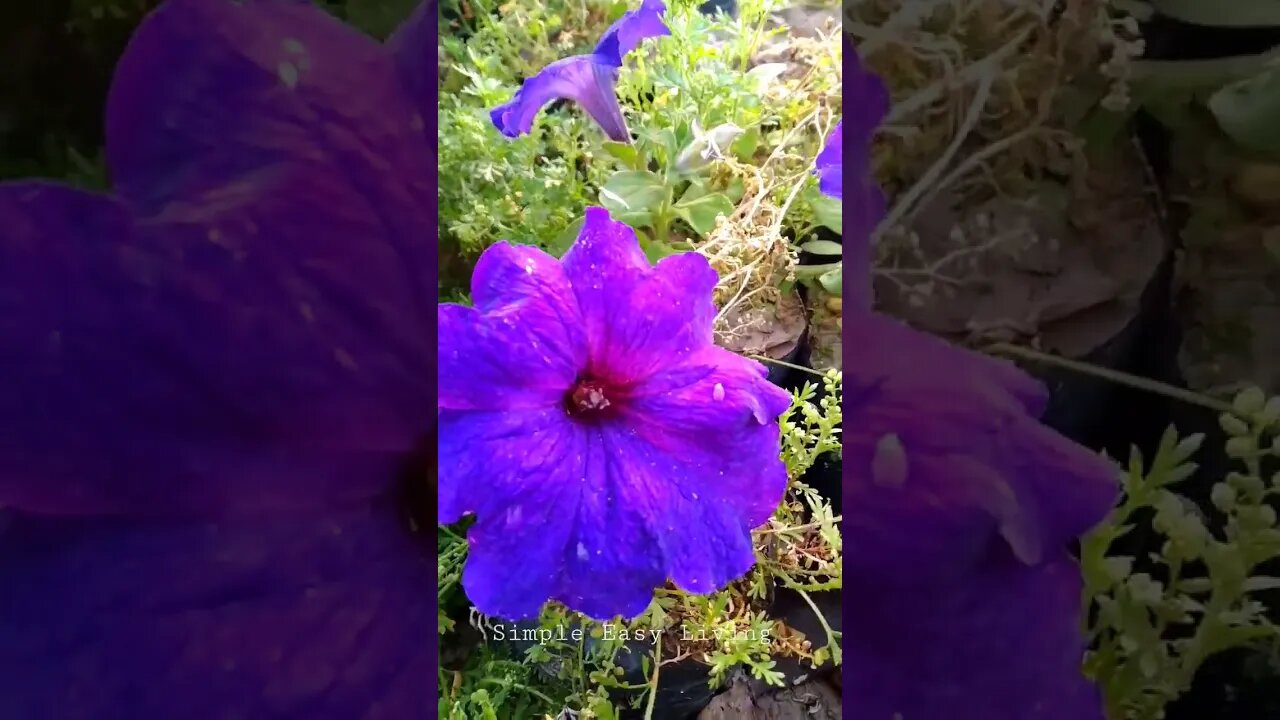 Different Types of Colourful Flowers #nature #gardening