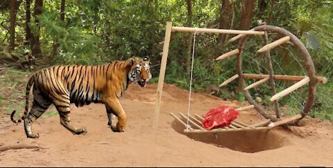 Tiger Trap Made Of Plastic Container And Wood - Traditional Tiger Trap Work 100%