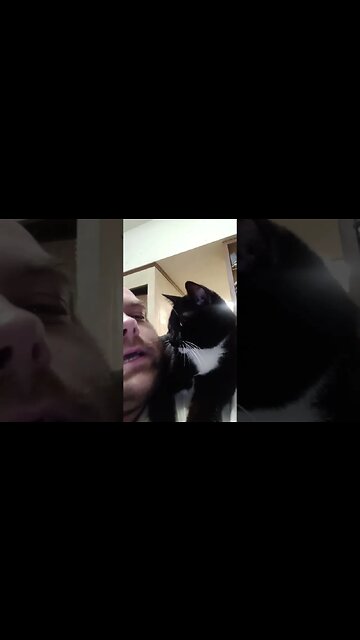 cat watching me #shortsvideo #kitty #kittycat #shortsfeed #cat #youtubeshorts