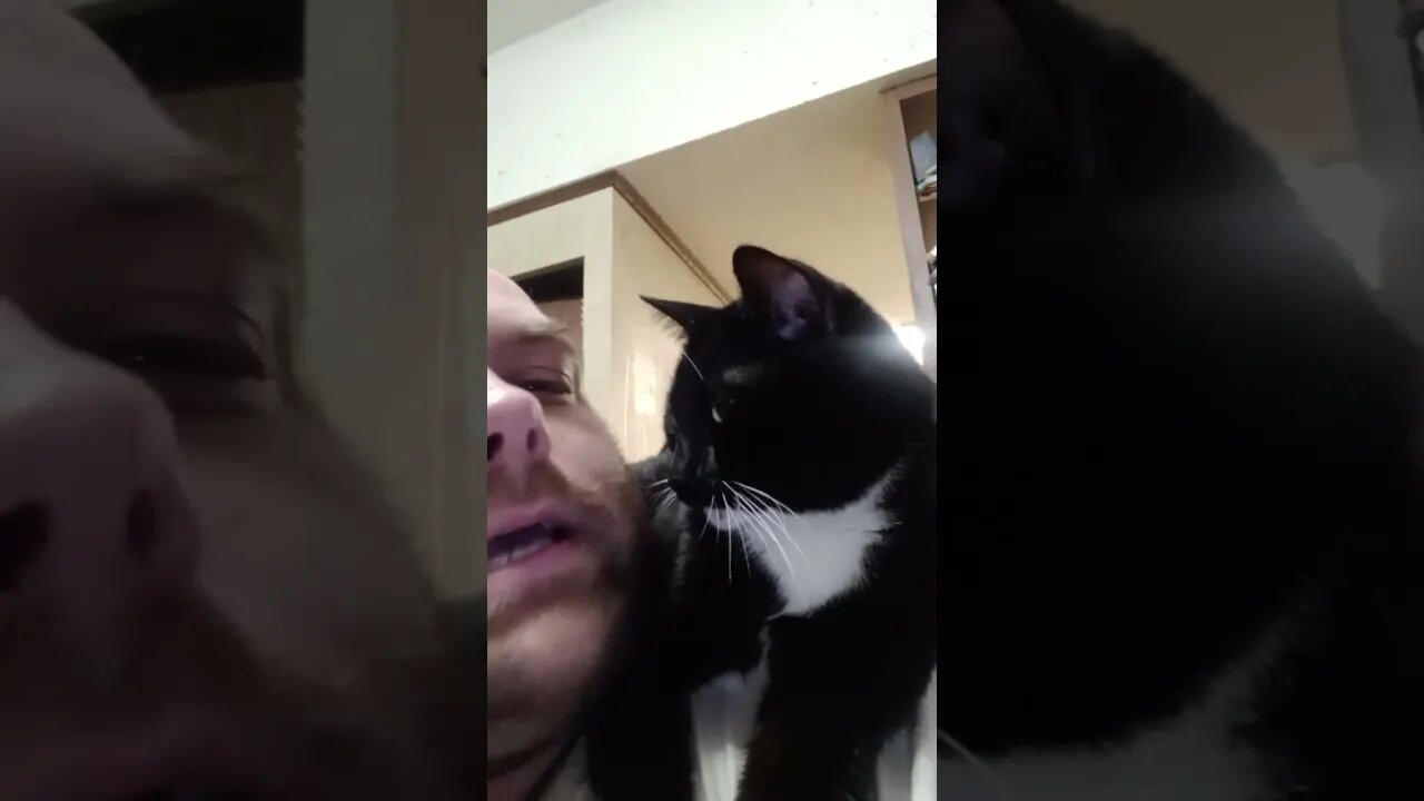 cat watching me #shortsvideo #kitty #kittycat #shortsfeed #cat #youtubeshorts
