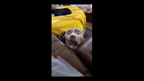 funny videos try not to laugh