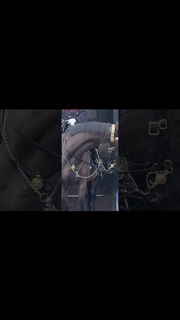 Touching the reins nothing said #thekingsguard