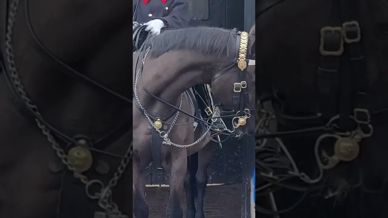 Touching the reins nothing said #thekingsguard