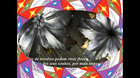 Até balas de revolver podem virar flores, nunca desista dos seus sonhos! [Frases e Poemas]