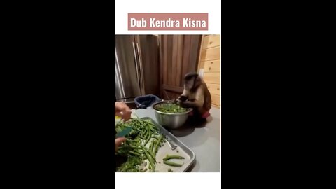 Monkey funny video
