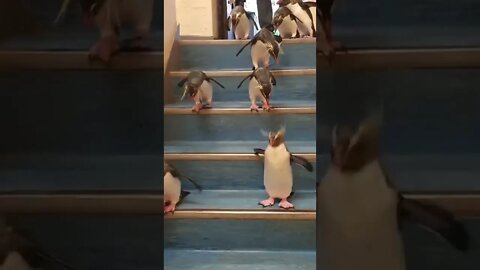 penguin