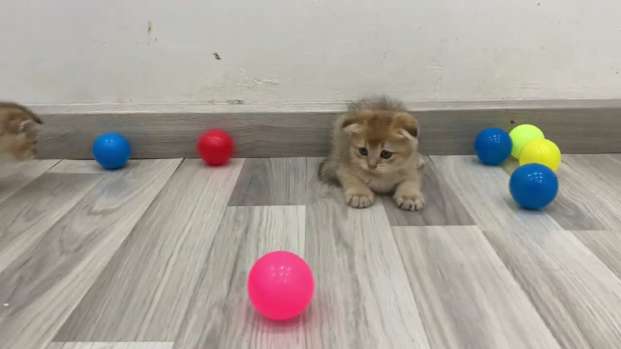 Kittens playing balls for the first time