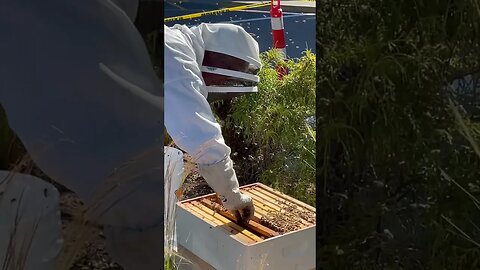Save the bees 🐝 part 3 #bee #shorts