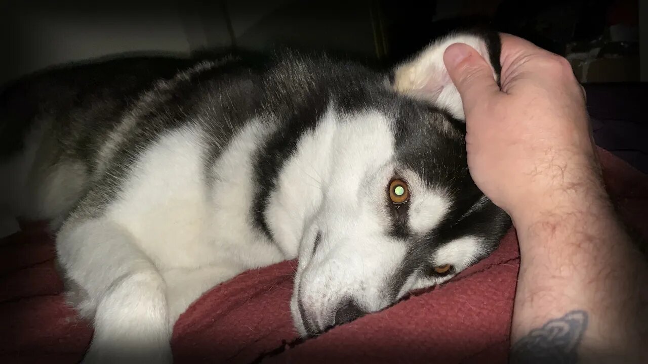 Convincing a Husky its time to go to sleep