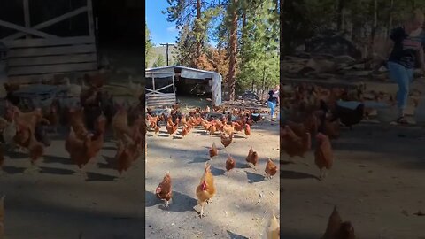 #chickens #shorts