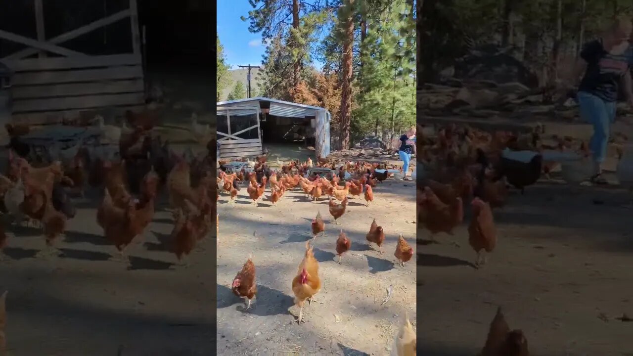#chickens #shorts