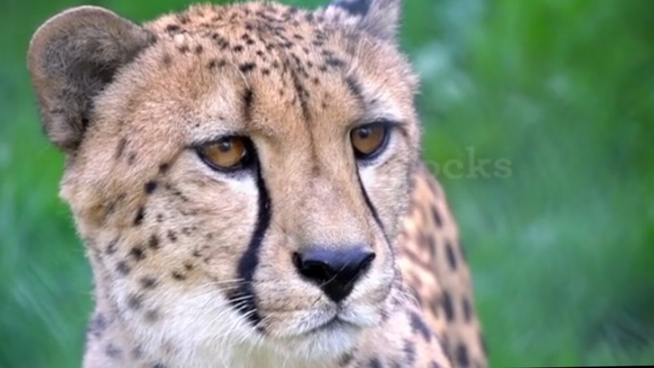 Close up portrait of cheetah in wild life nature habitat. Feline animals of Africa.