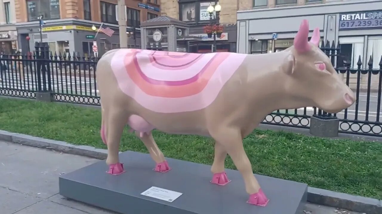 finding all the cows in the Boston Common