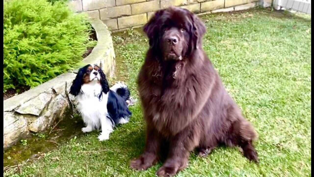 Newfie and cavalier have cutest training session