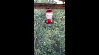 Slow Motion Hummingbird Time For Lunch