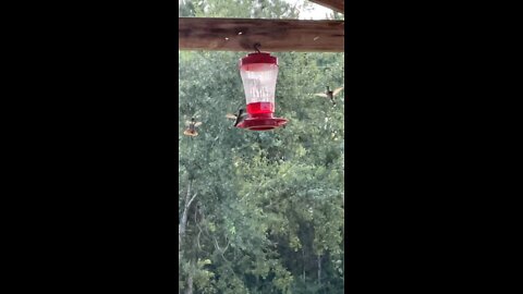 Slow Motion Hummingbird Time For Lunch