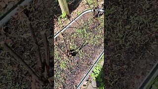 VEGAGA rose and pollinator garden bed