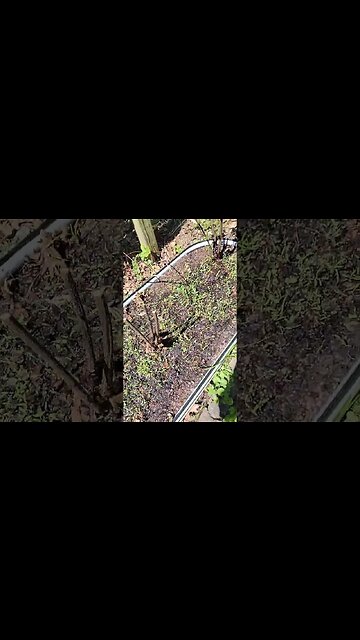 VEGAGA rose and pollinator garden bed