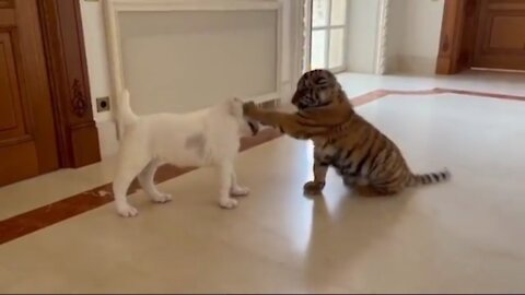 Baby Tiger Vs Cute Dog FIGHT