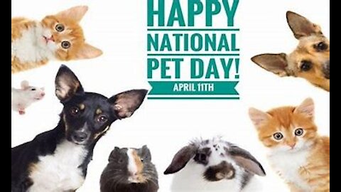 NATIONAL PET DAY: Training Animals by the Spirit (2021)